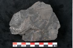 Foto (Detailansicht) von Odontopteris minor Brongniart (NHMW-GEO-2024-0188-10721)